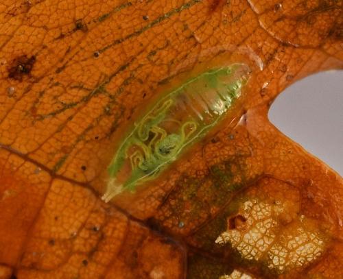 Réf. 334 270 : Melanostoma sp.